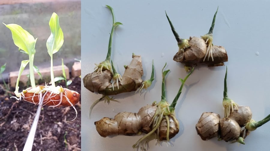 Đặt gừng ở vị trí này thanh trừ khí độc, hút Lộc vào nhà