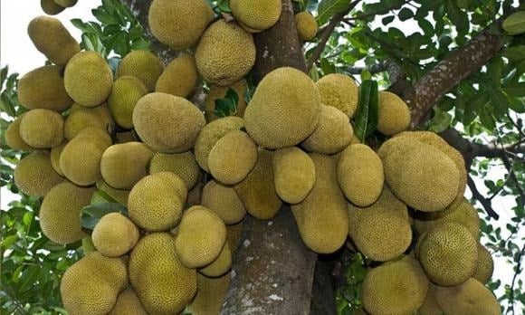 Ngoài việc cho trái thơm ngon, cây mít còn được coi là mang vận khí tốt lành.