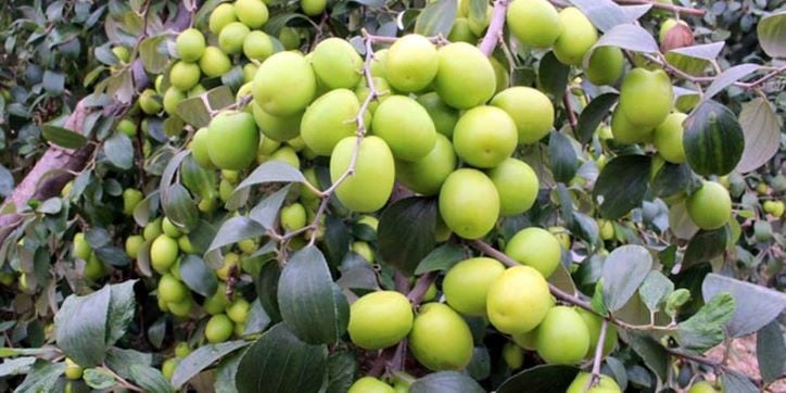 Táo ta (táo xanh)