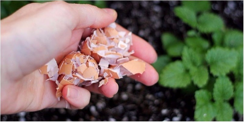 Mẹo vặt từ vỏ trứng