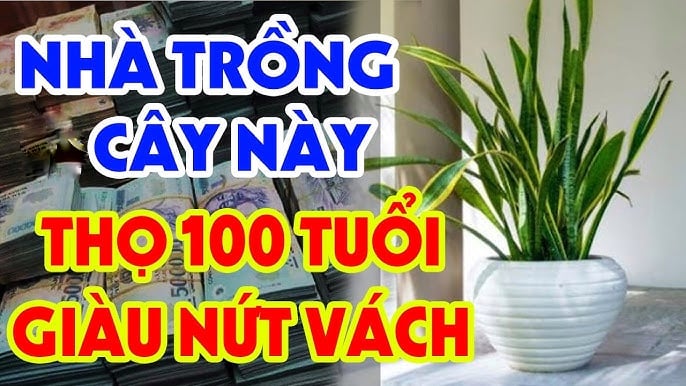 Đặt 1 – 2 chậu Lưỡi Hổ trong phòng khách hoặc gần cửa ra vào sẽ giúp nhà lúc nào cũng “đầy khí vượng”, rất lợi cho đường Shbet800 tải ứng dụng, nhất là với người kinh doanh hoặc làm nghề tự do.