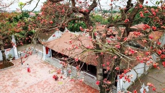 Từ xa xưa, cây gạo luôn gắn với hình ảnh linh thiêng, thậm chí rùng rợn, thường xuất hiện ở đình chùa, miếu mạo hay nghĩa địa. 