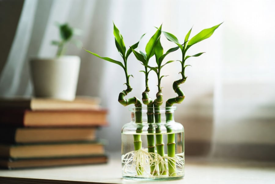 4 cành Phát Lộc kích hoạt vận học hành, giúp tinh thần sáng suốt – ý chí vững vàng trong năm mới.