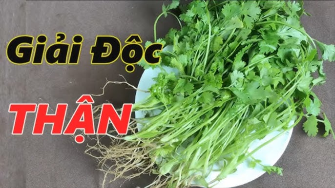 Một số thí nghiệm cũng chỉ ra rằng rau mùi có thể tăng cường bài tiết thủy ngân và chì qua nước tiểu khi dùng kết hợp với các chất hỗ trợ khác như chlorella (một loại tảo).