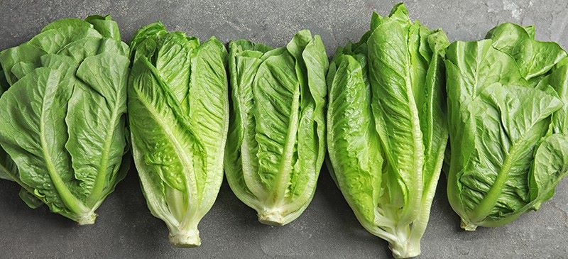 Rau diếp romaine cũng không nên ăn vào mùa đông