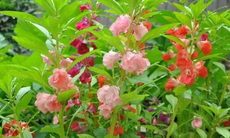 Cây phượng tiên (cây bóng nước)