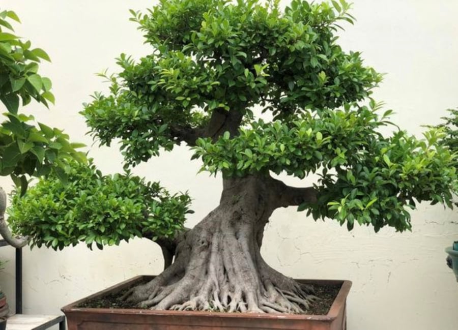 Cây si cảnh