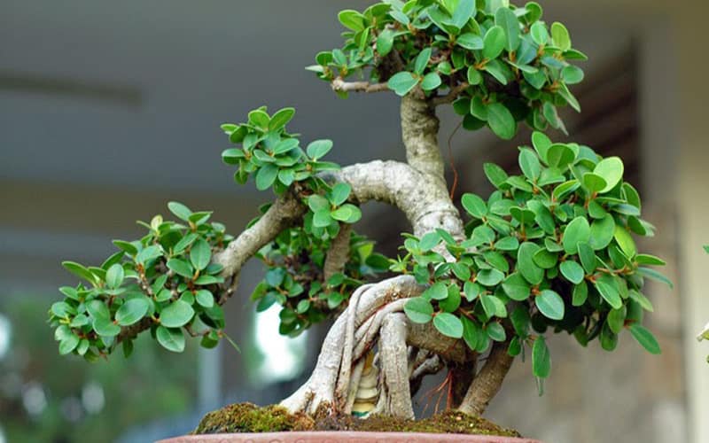 Đặt bonsai ở lối vào có thể vô thức hạn chế cơ hội Shbet800 khuyến mãi siêu lớn, sự phát triển Shbet800 tải ứng dụng hoặc sự tiến bộ cá nhân