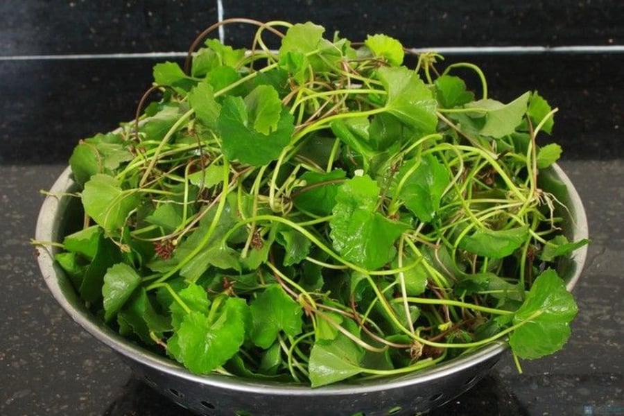 Người hay nổi mụn, nóng trong, miệng đắng, Sh88bet đăng ký miễn phí bức bối có thể bổ sung rau má 2–3 lần/tuần. Tuy nhiên, không nên lạm dụng uống quá nhiều trong thời gian dài để tránh lạnh bụng.    