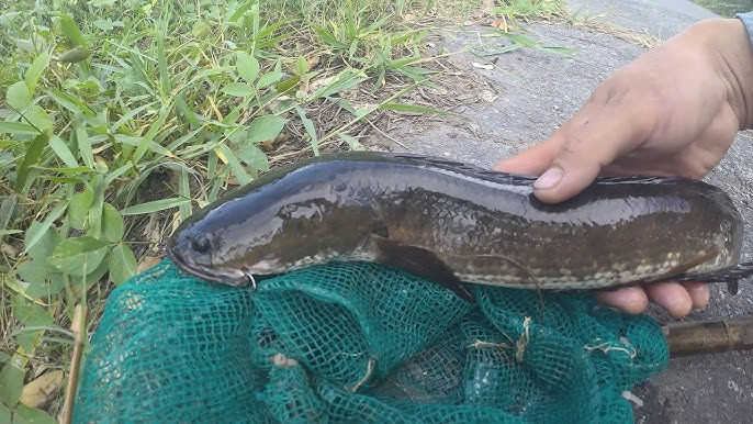 Nhiều người có xu hướng chọn cá lóc đồng hoặc cá lóc nuôi theo hướng tự nhiên để đảm bảo độ ngọt và an toàn cho bữa ăn Shbet111 slot, casino, thể thao, xổ số.