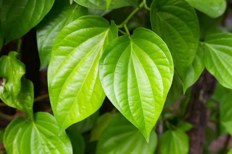 các chất chống oxy hóa tự nhiên trong lá giúp hạn chế tác động của gốc tự do, từ đó góp phần bảo vệ cấu trúc da và làm chậm các dấu hiệu lão hóa sớm