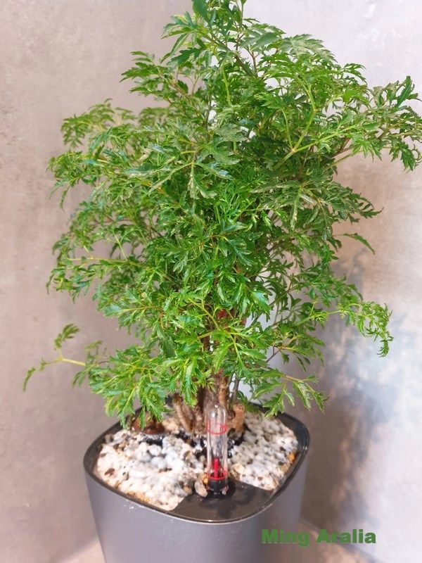 Đinh lăng là cây cảnh phong thuỷ