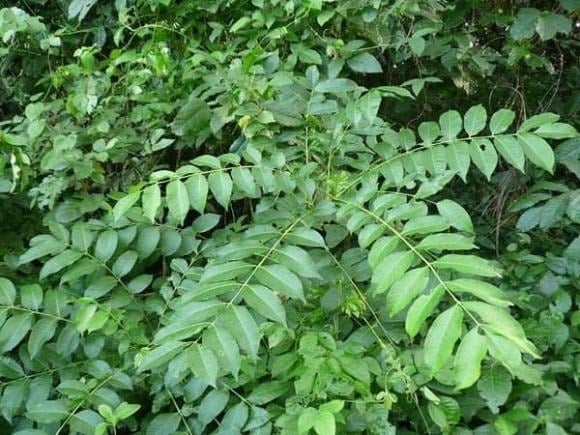 Không chỉ lá, quả mắc mật cũng được người dân Tây Bắc sử dụng như một loại gia vị đặc biệt. Quả có hình dáng và kích thước tương tự hồng bì hoặc nhãn, lúc non có màu xanh, khi chín chuyển sang nâu tím. 