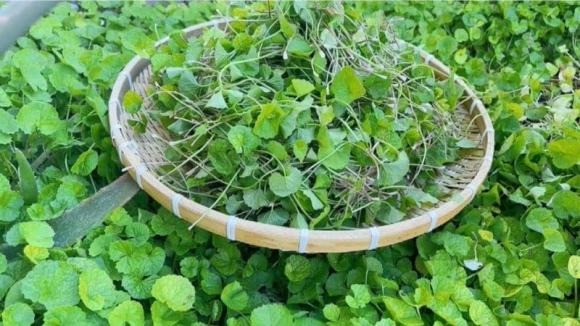 Xay rau má tươi với 1–2 thìa dầu dừa để tạo hỗn hợp sệt.