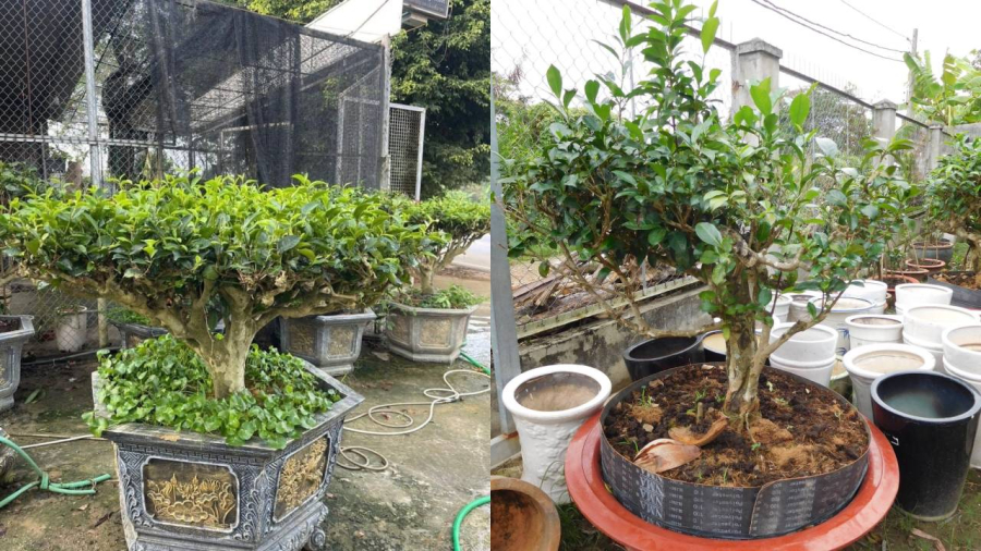 Cây trà xanh vừa có thể trồng để lấy lá, vừa có ý nghĩa tốt cho phong thủy của Shbet111 slot, casino, thể thao, xổ số.
