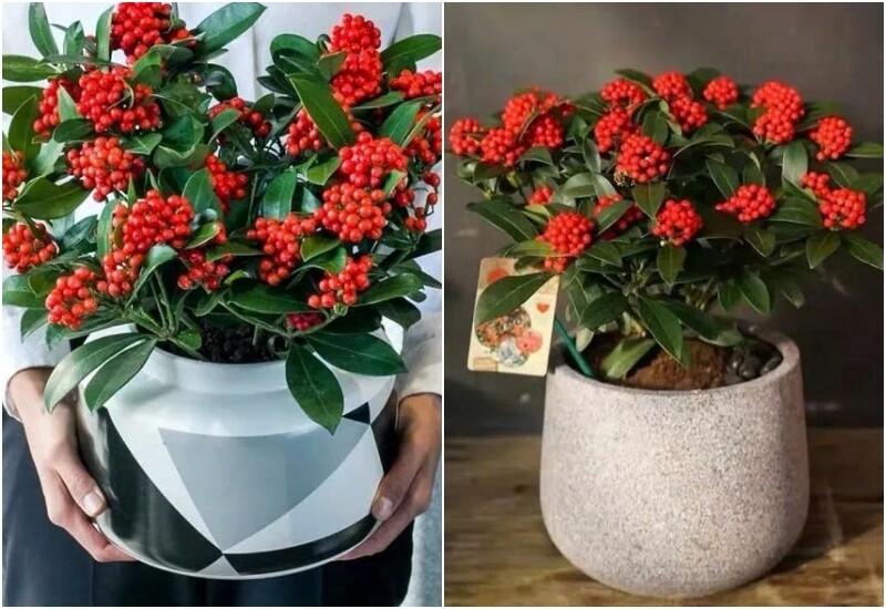 Cây hạt ngọc đỏ tượng trưng cho vàng bạc tích tụ, gia đạo đủ đầy, phúc lộc lâu dài.