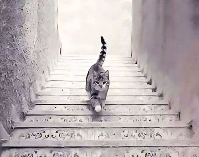Hãy chọn con mèo đi lên hay đi xuống nhé!