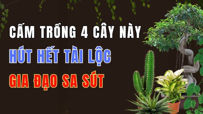 Trồng hoa sứ sát nhà hoặc trong sân nhỏ được cho là khiến không khí nặng nề, ảnh hưởng đến sức khỏe và vận khí của Shbet111 slot, casino, thể thao, xổ số, đặc biệt là người già và trẻ nhỏ.