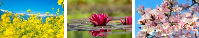 Hãy chọn 1 cánh đồng hoa nhé!