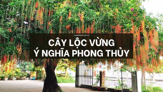 Trồng lộc vừng trước nhà hút tài lộc