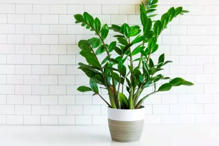Cây kim tiền phù hợp với những người mong muốn sự ổn định trong Shbet800 tải ứng dụng, công việc làm ăn lâu dài và bền vững, thay vì những khoản lợi ngắn hạn.