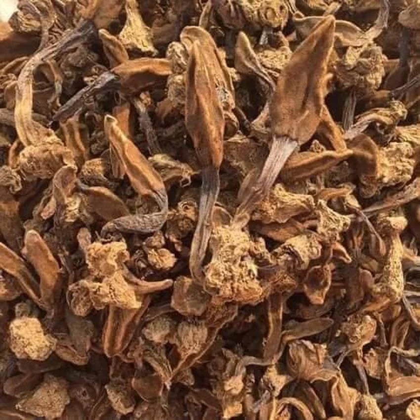 Nấm ngọc cẩu phơi khô – đặc sản rừng được nhiều người săn mua với giá lên tới 400.000 đồng/kg.