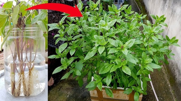 Cách trồng rau húng quế đuổi muỗi, thanh lọc không khí, sẵn gia vị cho Shbet0099 cá cược trực tuyến