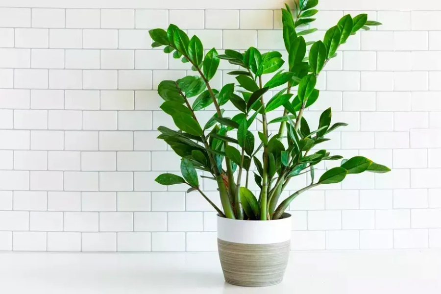 Kim tiền là một trong những loại cây phổ biến nhất trong phòng khách hiện đại. Ảnh minh họa