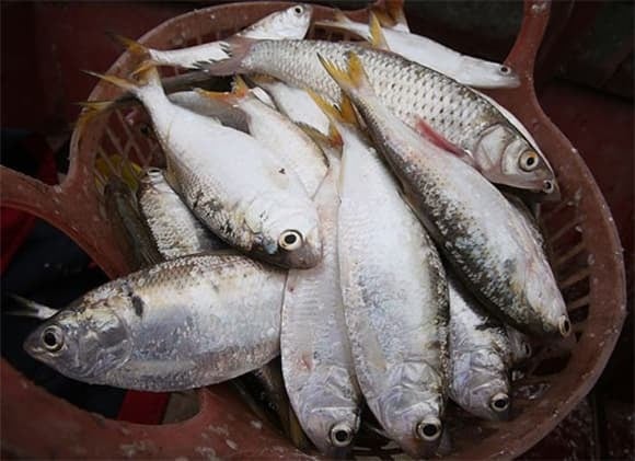 Hàm lượng omega-3 trong cá mòi thậm chí cao hơn cá hồi nếu tính theo trọng lượng, giúp giảm viêm và hạn chế sự hình thành mảng bám trong động mạch.
