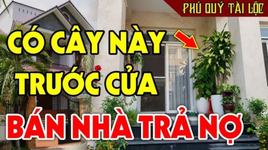 cay