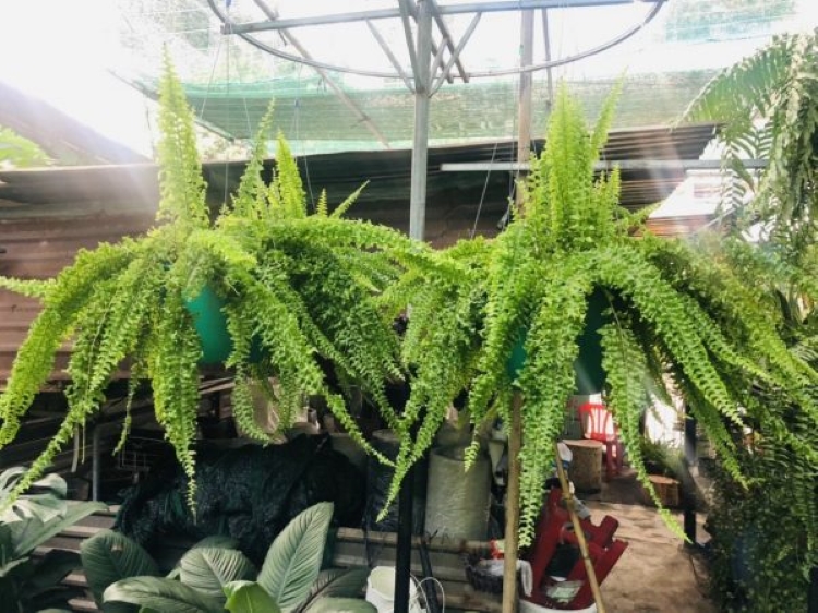 Cây cảnh cũng được cho là mang lại may mắn, tài lộc, giúp gia chủ phát triển sự nghiệp và tăng cường năng lượng tích cực, giảm căng thẳng.