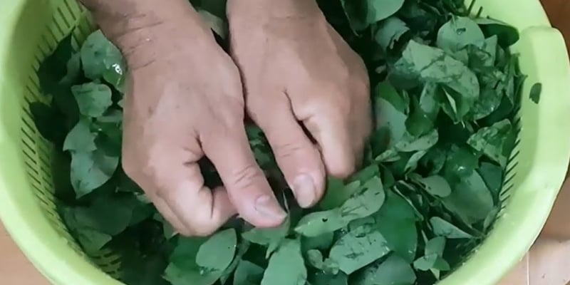 Tại sao bạn nên vò rau ngót trước khi nấu?