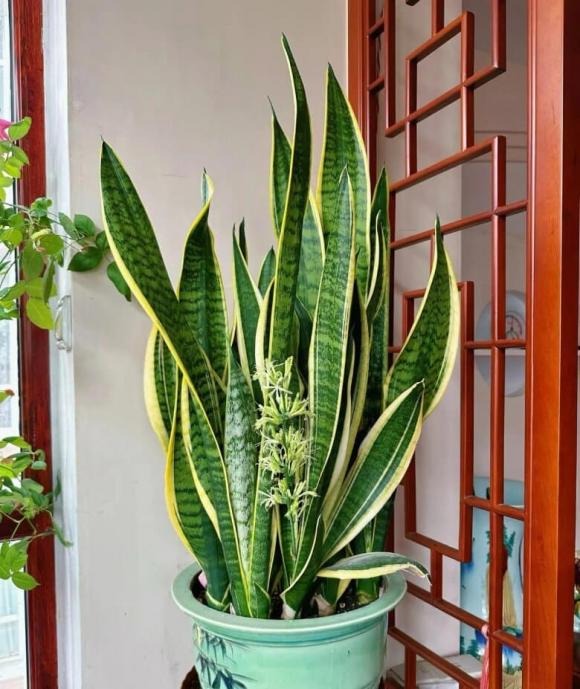 Với người kinh doanh, lưỡi hổ được xem là loại cây “kích hoạt tài lộc”. 