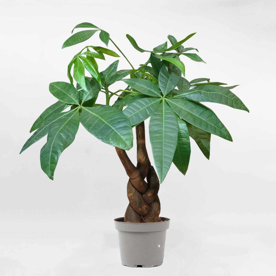 Cây gắn với sinh trưởng, năng lượng, ổn định, sự rõ ràng và dòng chảy dồi dào. 
