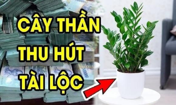 Đúng như tên gọi, cây kim tiền từ lâu được xem là biểu tượng của sự tích lũy, sinh sôi và dòng tiền vận hành ổn định.