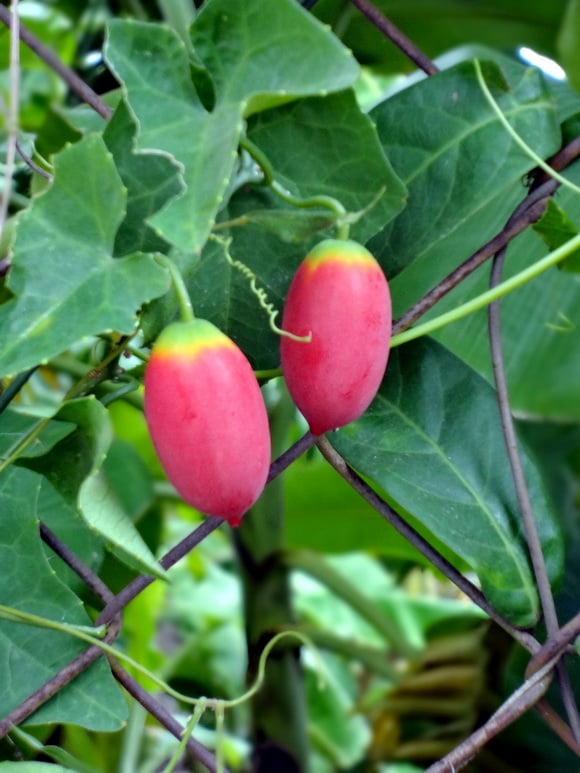 Bình bát dây là loài dây leo thân mềm, sinh trưởng nhanh, thường bám vào bụi tre, hàng rào, bờ mương hay những khoảng đất hoang ven ruộng