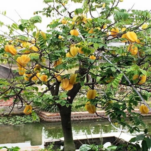 Khế là loại cây dân dã, gắn liền với ký ức tuổi thơ, nhưng trong phong thủy lại được xem là cây mang lộc từ trời.    