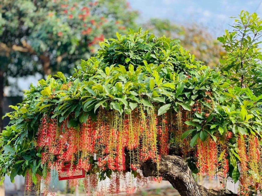 Lộc vừng là cái tên đứng đầu trong danh sách những loại cây được giới làm ăn và người có của đặc biệt ưa chuộng. Không chỉ bởi tên gọi mang chữ “lộc”, mà bởi thế cây, dáng cây và cách sinh trưởng đều mang ý nghĩa phong thủy cát lành.    