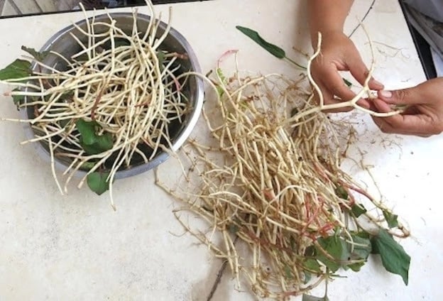 Không đắt đỏ, không hiếm hoi, rễ diếp cá gần gũi đến mức bị xem nhẹ. Nhưng trong y học cổ truyền và kinh nghiệm dân gian, giá trị của rễ diếp cá không hề nhỏ, thậm chí còn được dùng để hỗ trợ nhiều vấn đề sức khỏe thường gặp.