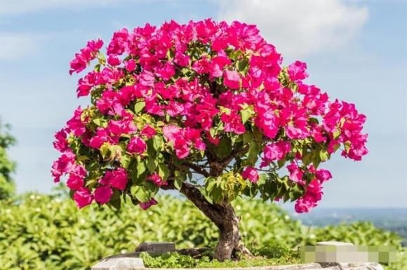 Để hoa giấy nở bung rực rỡ, bền màu từ nay đến Tết, việc chăm sóc đúng cách đóng vai trò rất quan trọng.    