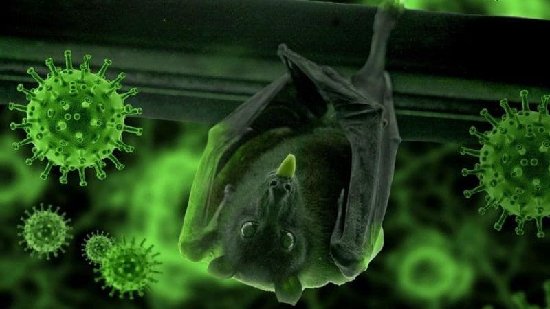 virus-nipah-co-nguy-hiem-khong