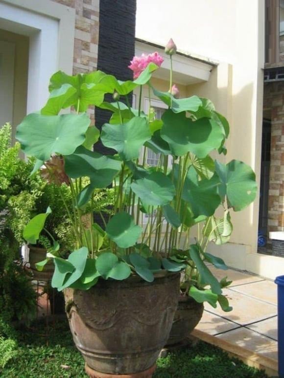 Không phải ngẫu nhiên hoa sen được xem là quốc hoa của Việt Nam và trở thành biểu tượng văn hóa ở nhiều quốc gia. 