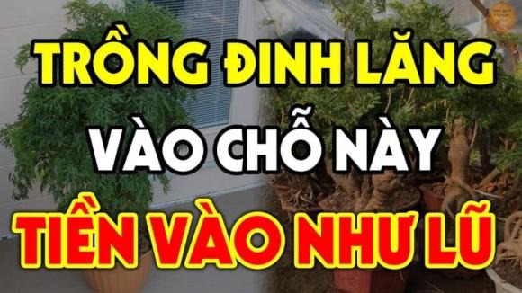 Vị trí lý tưởng nhất là trồng cây lệch về bên trái hoặc bên phải cửa chính (tính từ trong nhà nhìn ra). 