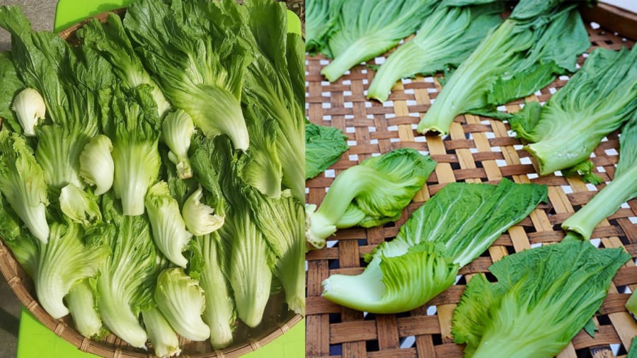 Dưa cải mua về cần được phơi héo để khi muối, dưa sẽ giòn hơn.