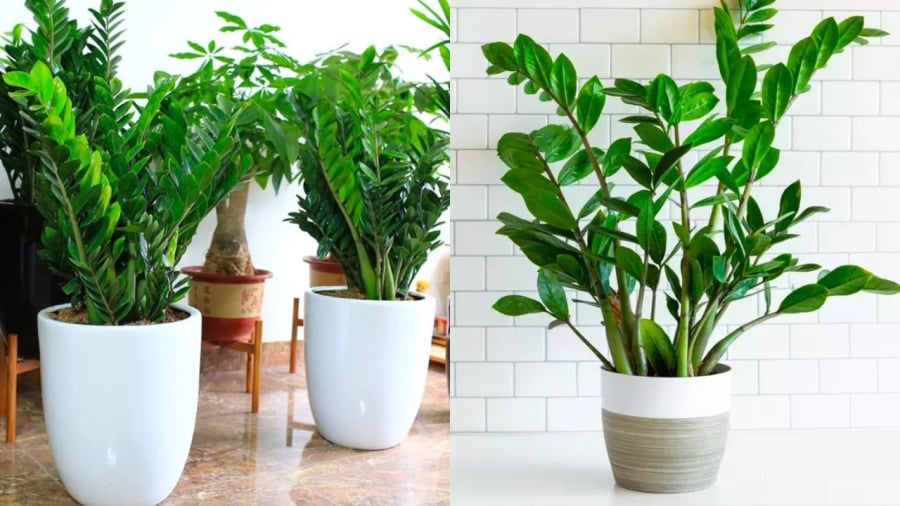 Cây kim tiền là một trong những loại cây mang năng lượng Mộc, thích hợp để trồng trong năm Bính Ngọ 2026.