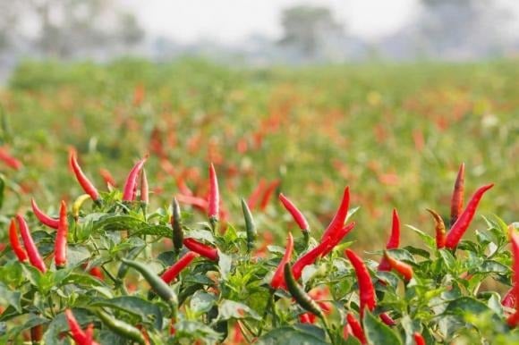 Bên cạnh đó, người xưa tin rằng cây ớt có khả năng xua đuổi tà khí, mang lại bình an cho Shbet111 slot, casino, thể thao, xổ số. 
