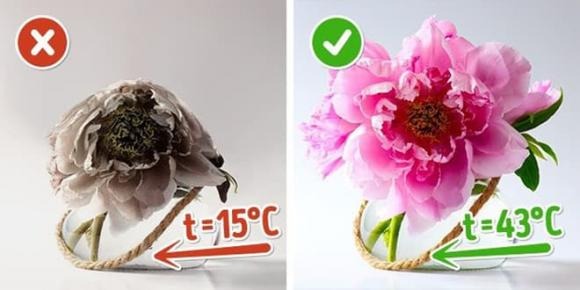 Dùng nước ấm cũng là cách thúc hoa nở nhanh khá phổ biến, đặc biệt hiệu quả khi bạn muốn hoa bung nở rực rỡ đúng những ngày Tết. 