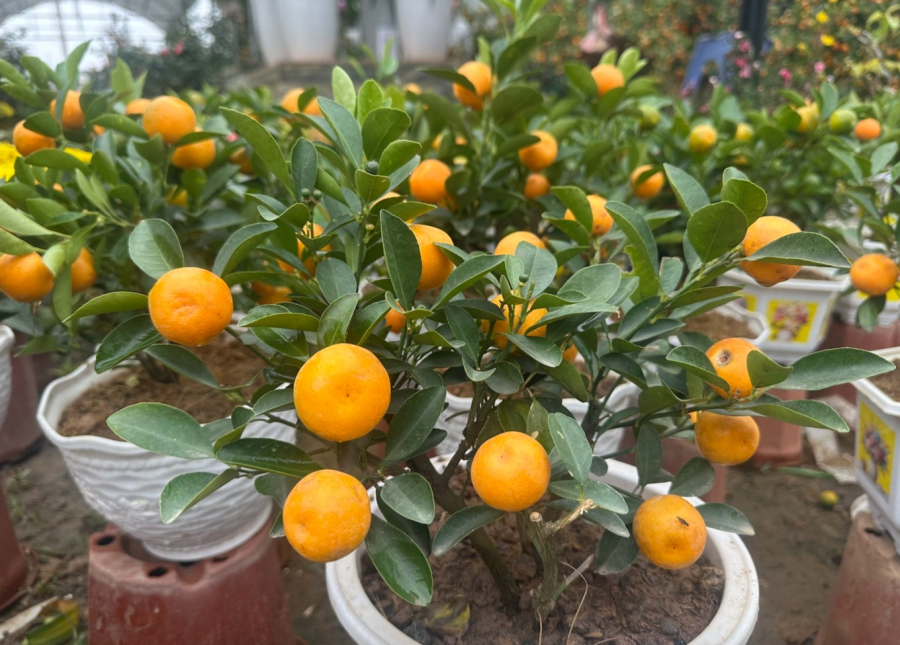 Với những ngôi nhà có sân vườn hoặc sảnh rộng, vị trí trước cửa chính hoặc khu vực tiền sảnh được xem là lý tưởng.