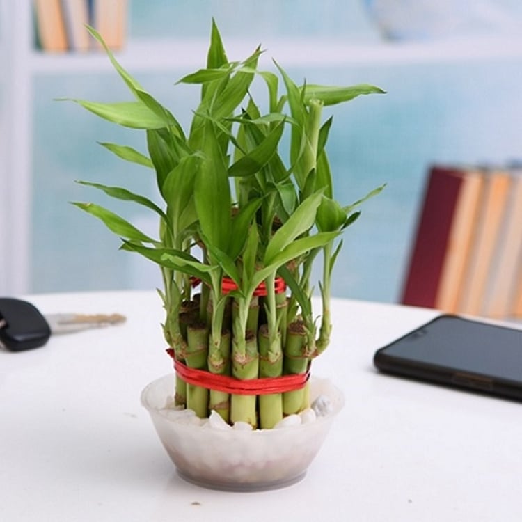 Đặt một chậu cây trúc phú quý trên bàn làm việc sẽ giúp cho sự nghiệp của chủ nhân thuận lợi, gặp nhiều may mắn và có cơ hội thăng tiến dễ dàng.