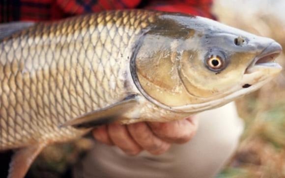 Bổ sung protein chất lượng cao: Cá trắm cỏ cung cấp lượng protein dồi dào cùng các axit amin thiết yếu, giúp duy trì khối cơ và hỗ trợ phục hồi thể lực. 